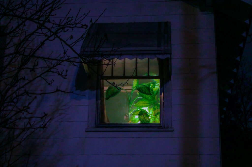 Martina Gonzalez Bertello, A Dream of You, 2021, Digital Photography